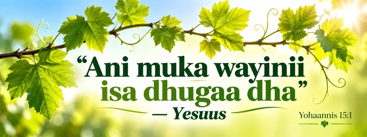 Yesuus: Ani muka wayinii isa dhugaa dha — Yohannis 15:1