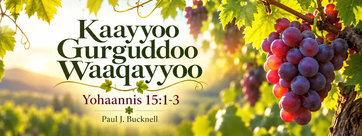 Kaayyoo Gurguddoo Waaqayyoo — Yohannis 15:1–3